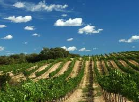 La Junta autoriza el pago de 569.000 euros para la reestructuración de viñedo en la Comunidad