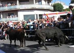 Anestesiados los novillos del encierro de Cuéllar (Segovia) por salirse del recorrido