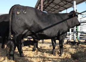 Asaja reclama 'ayudas inmediatas' para la ganadería