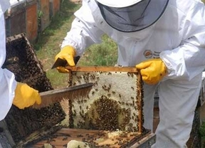UPA y COAG valoran la apuesta de la Junta por cofinanciar la ayuda de la miel