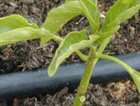 CETEC y la empresa CAR System desarrollan una nueva innovación en los sistemas de riego por goteo