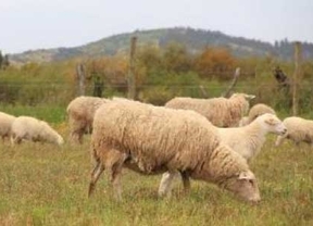 La Junta autoriza el pago de más de cinco millones de euros de ayuda a más de 3.600 ganaderos de ovino
