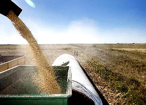 Asaja pide alternativas al mercado de soja argentina para salvaguardar los intereses de los ganaderos