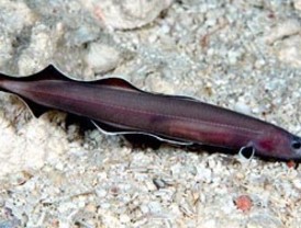 Descubren nueva especie de anguila calificada como un 'fósil viviente'
