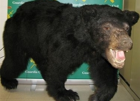 Intervenido en León un oso negro de Canadá en proceso de naturalización 