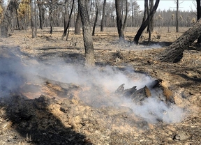 La retirada de la madera quemada en el incendio de Castrocontrigo podría comenzar este martes