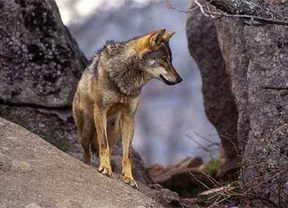 Advierten de la llegada de lobos 