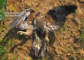 Hallan nueve aves rapaces y un córvido muertos por la acción de cebos envenenados en cotos de Zamora