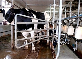 Asaja cifra en 7.000 euros anuales la pérdida de las ganaderías de leche de CyL 