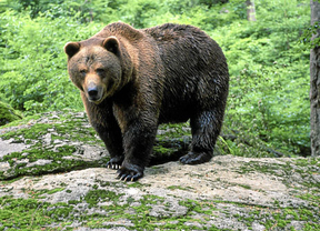 La Consejería estudia medidas para alejar al oso que ha atacado a 15 animales en la localidad leonesa de Robles de Laciana 