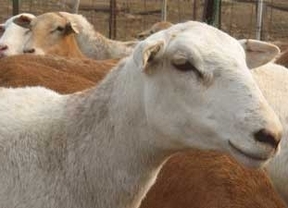Las Opas denuncian que el sector del ovino corre 