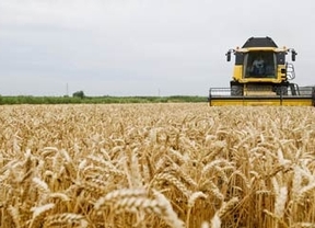 La Consejería de Agricultura decide adelantar la cosecha del cereal