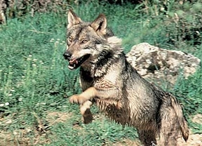 Silván: 'Aún queda margen para que la UE unifique el estatus del lobo en CyL'