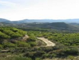 El Ayuntamiento de Murcia incrementa en un 150% la superficie forestal del municipio gracias a la gestión del PGOU