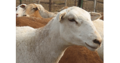 200 ganaderos reclaman que una mesa fije precios justos para la leche de ovino