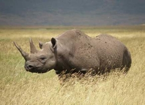 ONG en EEUU lanza operación contra la caza furtiva de rinocerontes en África