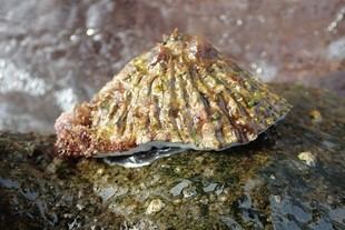 Detectan alga invasora en la isla de Alborán