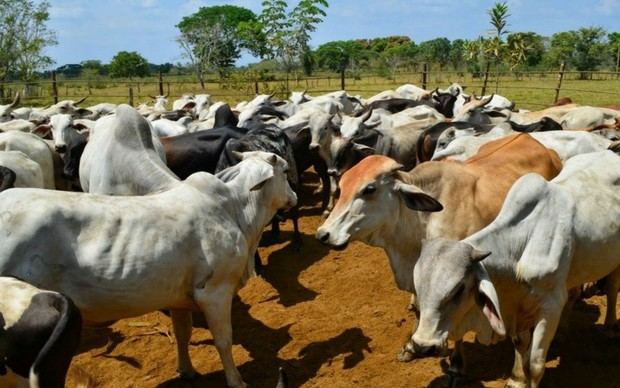 Presidente de Fedenaga denunció la prohibición de movilización de ganado