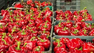 La campaña hortofrutícola 2024/2025 en Almería alcanza los 3.716 millones en exportaciones, un 14 por ciento más, con subidas en producción, superficie y precios.