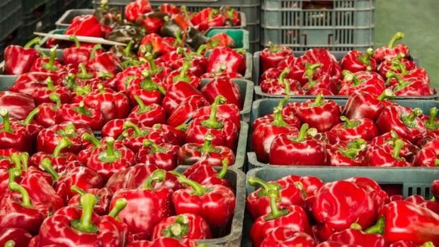 La campaña hortofrutícola 2024/2025 en Almería alcanza los 3.716 millones en exportaciones, un 14 por ciento más, con subidas en producción, superficie y precios.