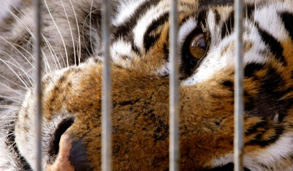 Más de 38.500 firmas exigen a la Junta circos sin animales