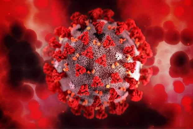 Crean un antiviral innovador a partir de caparazones de crustáceos