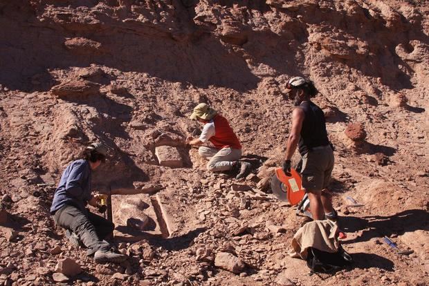 Se descubrió el primer dinosaurio acorazado bípedo de Sudamérica