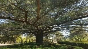 San Lorenzo de El Escorial premia al Cedrus libani como Árbol del Año 2026