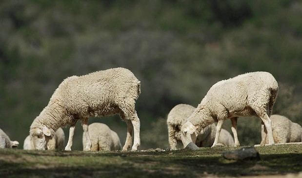 Andalucía financiará completamente las vacunas contra la lengua azul en 2025