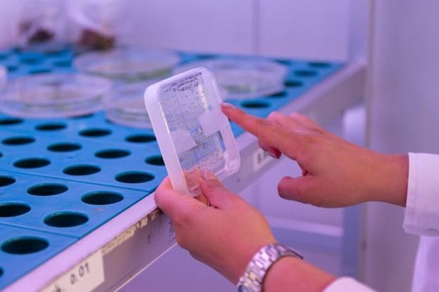 Descubren cómo el reloj biológico de las plantas afecta a diferentes tipos de células