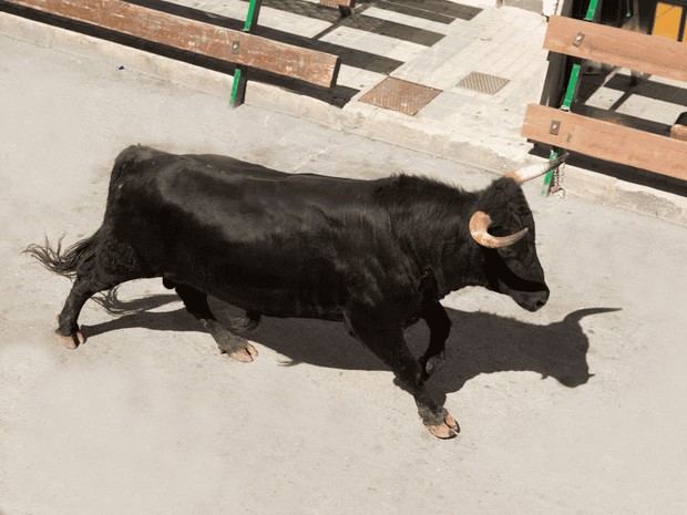Juegos y becerrada en Colmenar del Arroyo el 25 de agosto