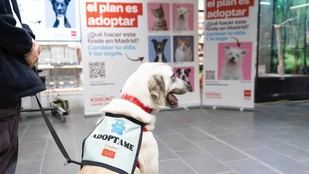 La Comunidad de Madrid logra un 90% de adopciones de perros abandonados en 2025