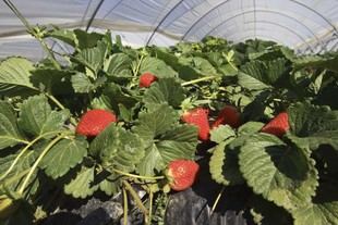Aumento histórico en las exportaciones de frutas andaluzas en el primer trimestre