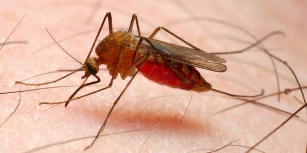 Casos de malaria en el país ascienden a 107.757