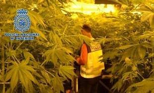 Incautadas 800 plantas de marihuana en un chalé de Linares