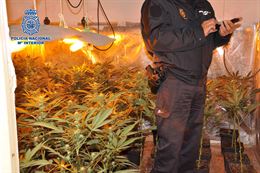 Desarticulada una organización criminal dedicada al tráfico de marihuana a gran escala en Almería