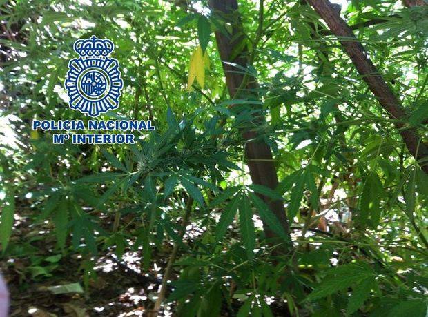 Cinco detenidos por cultivar marihuana en una finca de Canillas de Aceituno