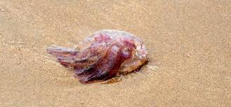 Marbella estudia medidas de choque contra la presencia de medusas