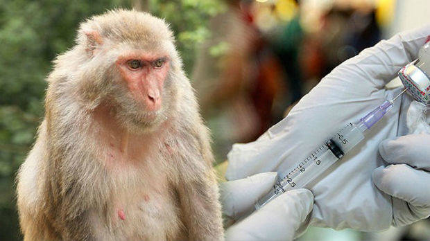 Vacuna contra el sida produce resultados prometedores en monos