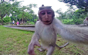 Un macaco se robó una cámara y se toma una “selfie”