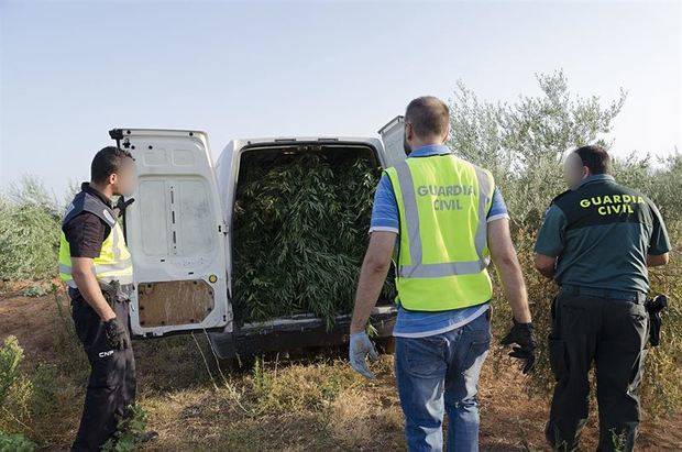 Detenidas nueve personas y 17 armas incautadas al desmantelar una plantación de marihuana en Morón