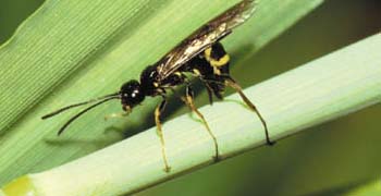 COAG pide a la Junta una reunión 'urgente' ante la 'fuerte' incidencia del mosquito del trigo, con merma de hasta el 70%