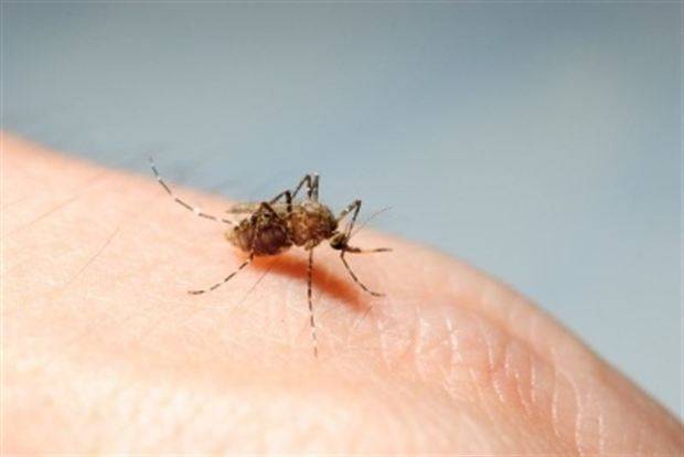 Satse pide a la Junta formación en Atención Primaria y Urgencias sobre el virus que transmite el mosquito 'Tigre'