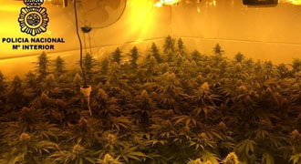 Cuatro detenidos y un invernadero con 90 plantas de marihuana desmantelado en una vivienda de Motril