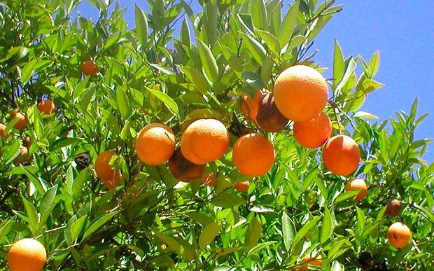 El buen tiempo de diciembre favorece la buena calidad de la naranja, aunque el nivel de comercialización es más bajo