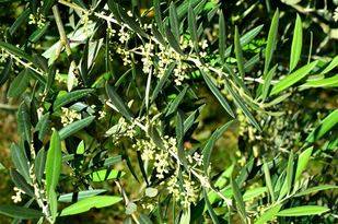 La temporada de polinización concluye con un nuevo récord de olivo de 19.840 granos de polen por metro cúbico