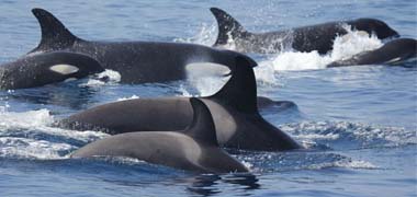 La orca del Estrecho es diferente a las del resto de España y Europa
