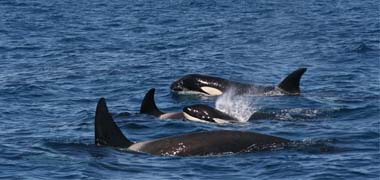 El futuro de las orcas del Estrecho, ligado a la flota artesanal de atún rojo