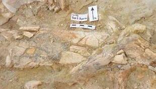 Orce reúne los yacimientos más antiguos con restos humanos en Europa occidental