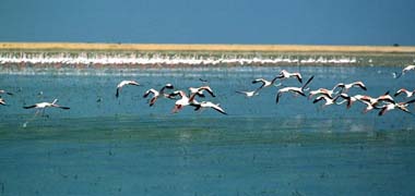 Censados cerca de 750.000 ejemplares de aves acuáticas en humedales andaluces